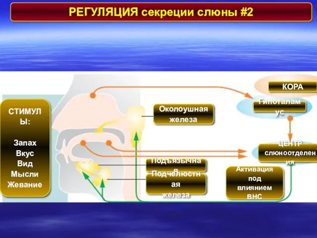 РЕГУЛЯЦИЯ секреции слюны #2 СТИМУЛЫ: Запах Вкус Вид Мысли Жевание Околоушная железа