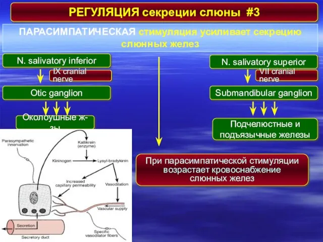 РЕГУЛЯЦИЯ секреции слюны #3 ПАРАСИМПАТИЧЕСКАЯ стимуляция усиливает секрецию слюнных желез N. salivatory