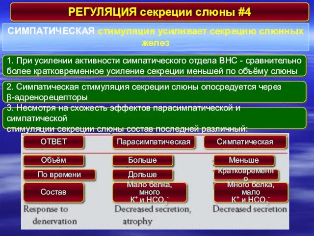 РЕГУЛЯЦИЯ секреции слюны #4 СИМПАТИЧЕСКАЯ стимуляция усиливает секрецию слюнных желез 1. При