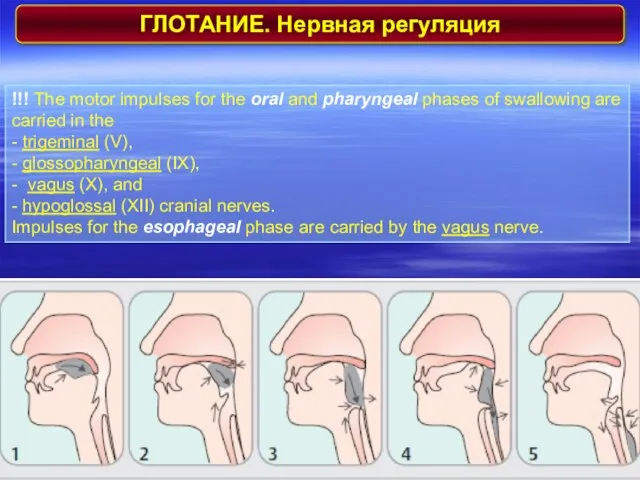 ГЛОТАНИЕ. Нервная регуляция !!! The motor impulses for the oral and pharyngeal