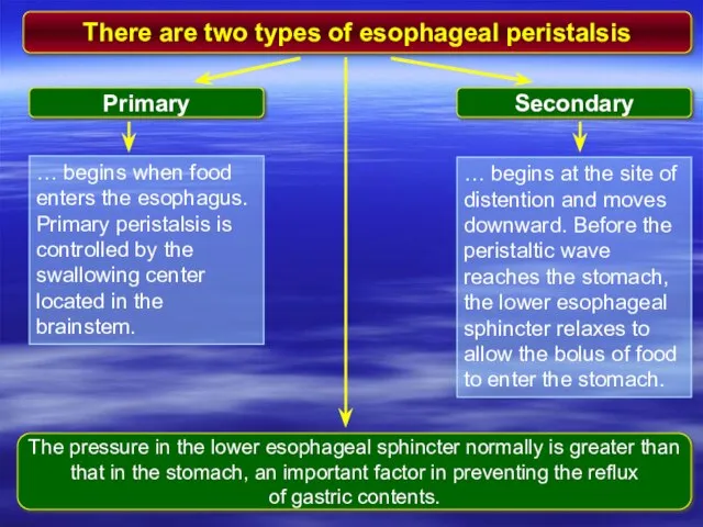 There are two types of esophageal peristalsis Primary Secondary … begins when