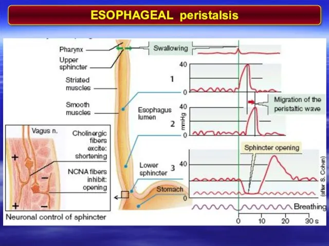 ESOPHAGEAL peristalsis