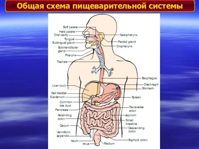 Общая схема пищеварительной системы