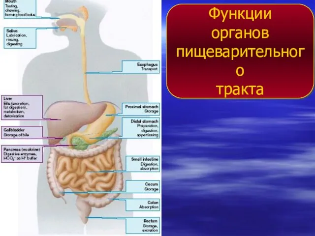 Функции органов пищеварительного тракта