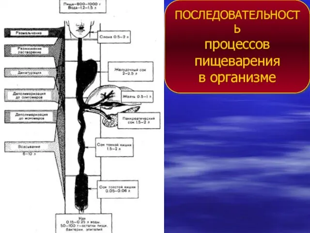 ПОСЛЕДОВАТЕЛЬНОСТЬ процессов пищеварения в организме