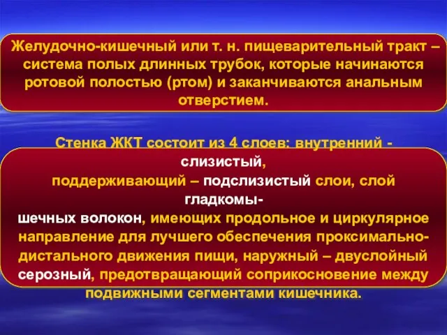 Желудочно-кишечный или т. н. пищеварительный тракт – система полых длинных трубок, которые