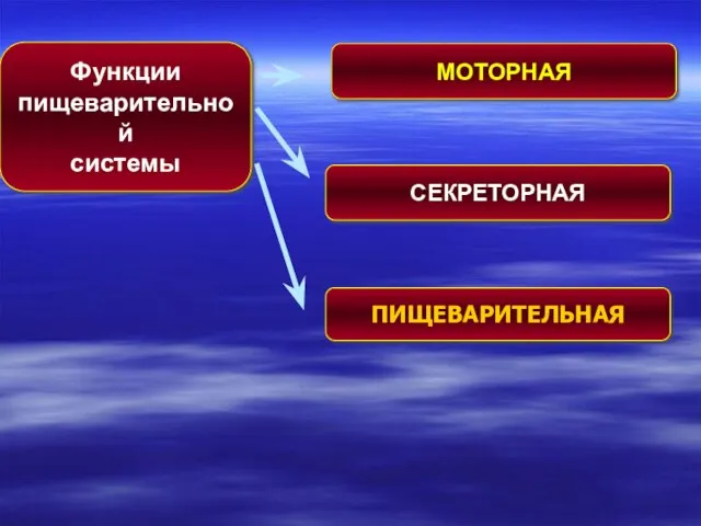 Функции пищеварительной системы МОТОРНАЯ СЕКРЕТОРНАЯ ПИЩЕВАРИТЕЛЬНАЯ