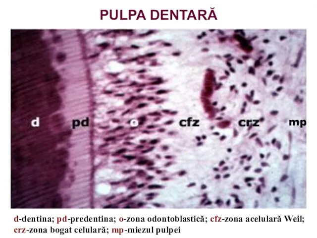 PULPA DENTARĂ d-dentina; pd-predentina; o-zona odontoblastică; cfz-zona acelulară Weil; crz-zona bogat celulară; mp-miezul pulpei