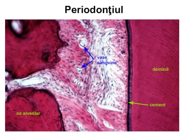 Periodonţiul dentină os alveolar cement vase sangvine