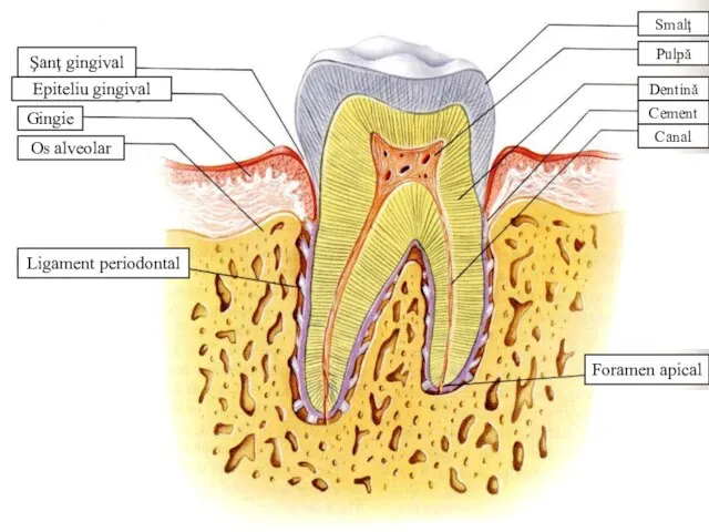 Ligament periodontal Os alveolar Gingie Epiteliu gingival Şanţ gingival Foramen apical Smalţ Pulpă Dentină Cement Canal