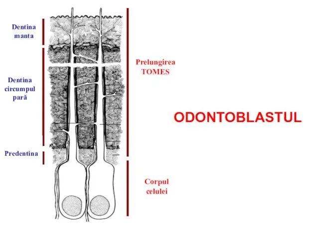 ODONTOBLASTUL