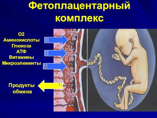 Фетоплацентарный комплекс О2 Аминокислоты Глюкоза АТФ Витамины Микроэлементы Продукты обмена