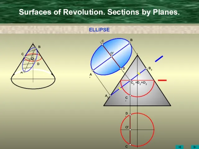 Surfaces of Revolution. Sections by Planes. A C B D D' B'