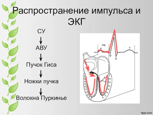 Распространение импульса и ЭКГ СУ АВУ Пучок Гиса Ножки пучка Волокна Пуркинье