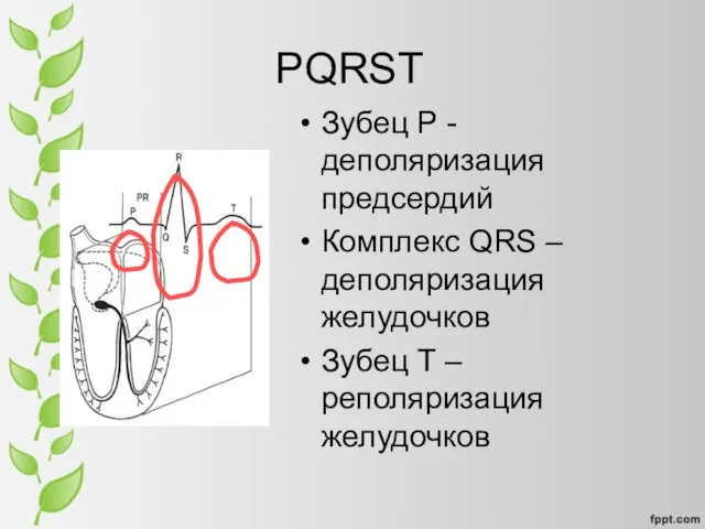 PQRST Зубец P - деполяризация предсердий Комплекс QRS – деполяризация желудочков Зубец T – реполяризация желудочков