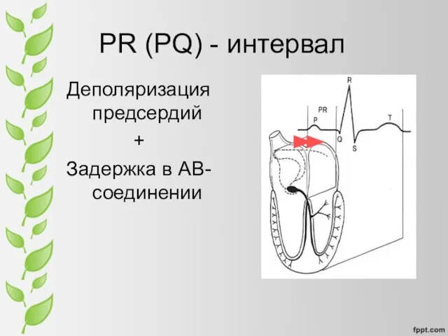 PR (PQ) - интервал Деполяризация предсердий + Задержка в АВ-соединении