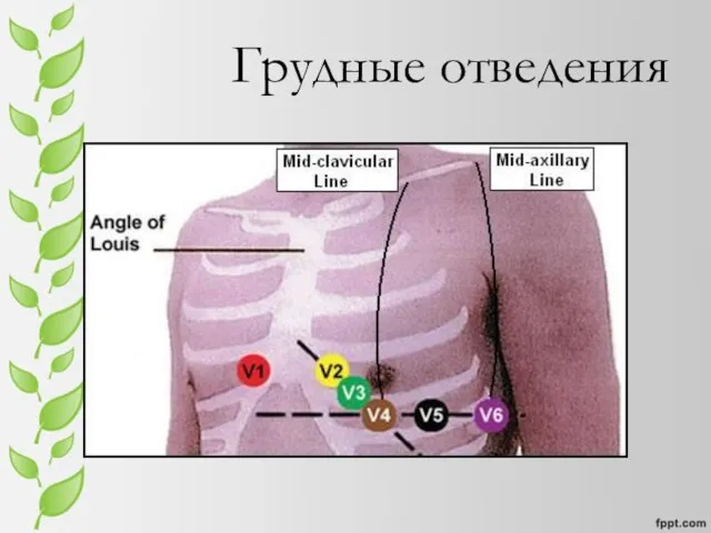 Грудные отведения