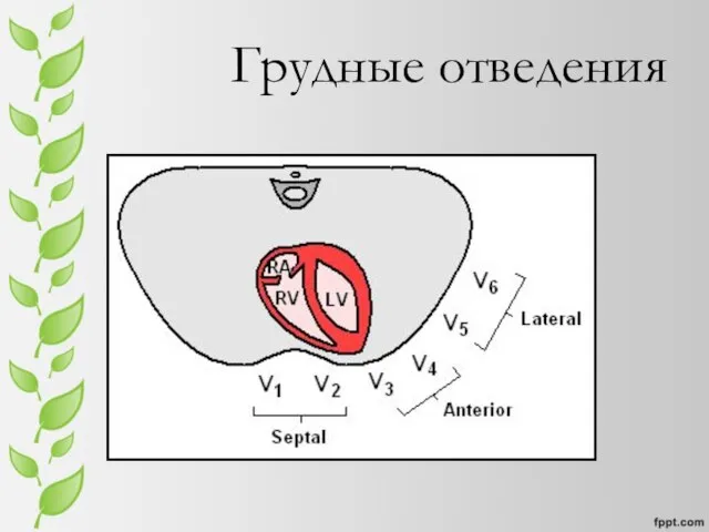 Грудные отведения