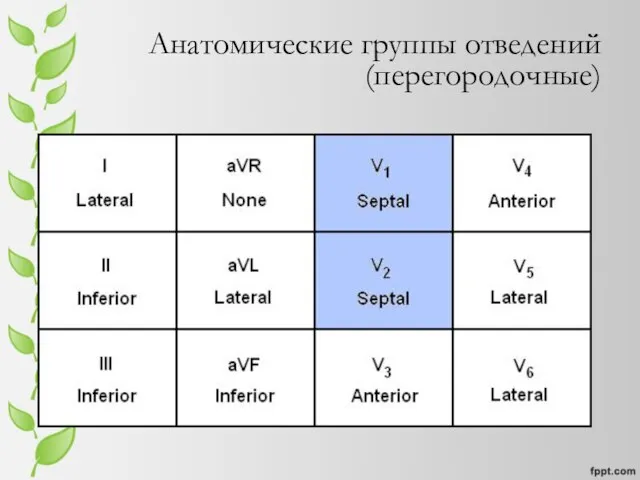 Анатомические группы отведений (перегородочные)