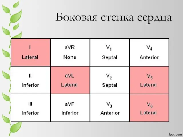 Боковая стенка сердца