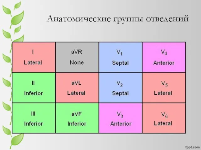 Анатомические группы отведений