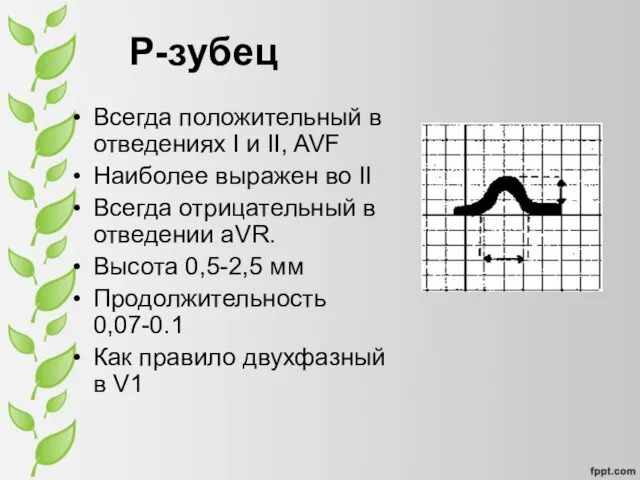 P-зубец Всегда положительный в отведениях I и II, AVF Наиболее выражен во