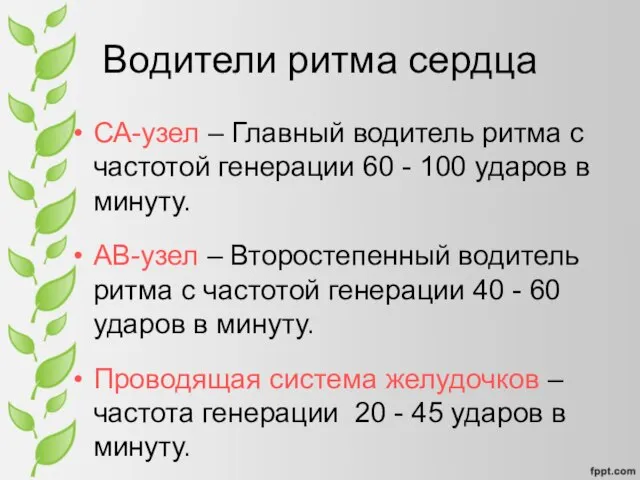 Водители ритма сердца СА-узел – Главный водитель ритма с частотой генерации 60