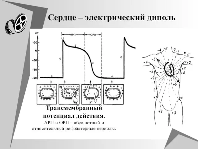 Сердце – электрический диполь Трансмембранный потенциал действия. АРП и ОРП – абсолютный и относительный рефрактерные периоды.