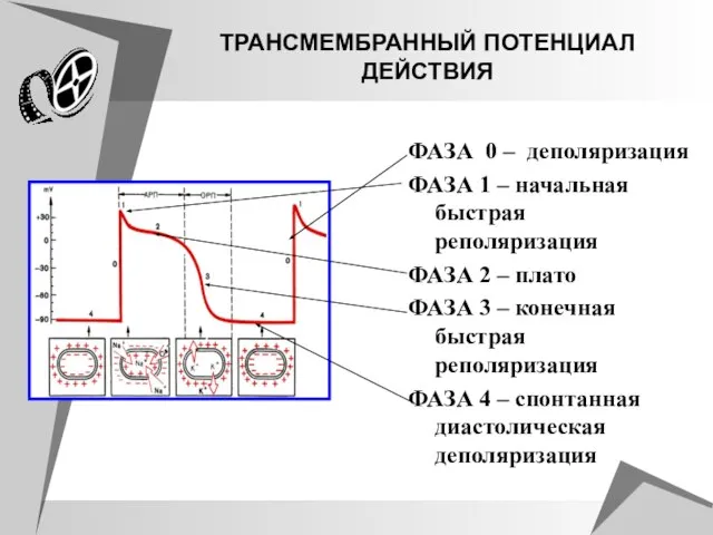 ТРАНСМЕМБРАННЫЙ ПOТЕНЦИАЛ ДЕЙСТВИЯ ФАЗА 0 – деполяризация ФАЗА 1 – начальная быстрая