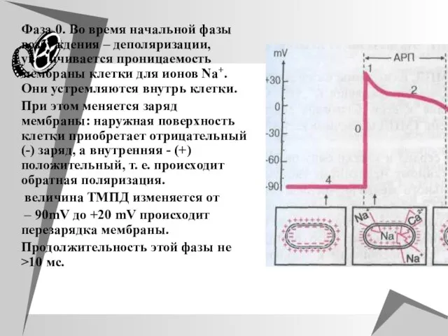 Фаза 0. Во время начальной фазы возбуждения – деполяризации, увеличивается проницаемость мембраны