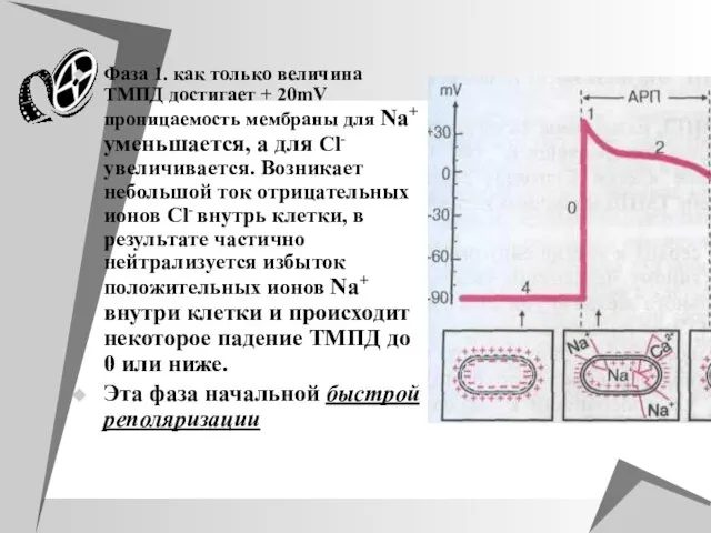 Фаза 1. как только величина ТМПД достигает + 20mV проницаемость мембраны для