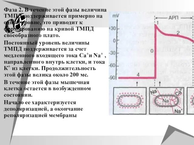 Фаза 2. В течение этой фазы величина ТМПД поддерживается примерно на одном