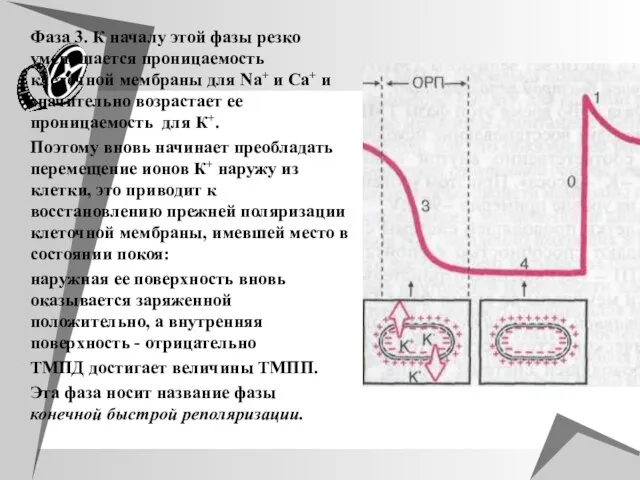 Фаза 3. К началу этой фазы резко уменьшается проницаемость клеточной мембраны для