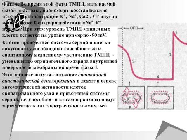 Фаза 4. Во время этой фазы ТМПД, называемой фазой диастолы, происходит восстановление