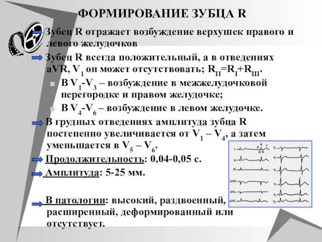 ФОРМИРОВАНИЕ ЗУБЦА R Зубец R отражает возбуждение верхушек правого и левого желудочков