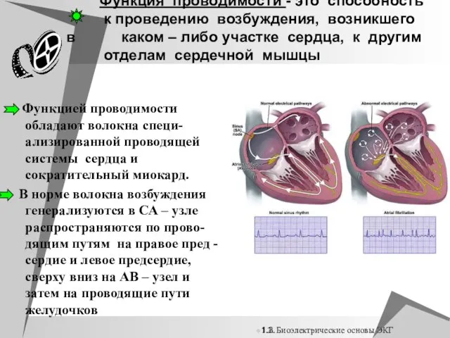 Функция проводимости - это способность к проведению возбуждения, возникшего в каком –