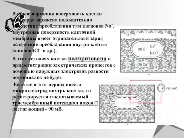 В покое наружная поверхность клетки миокарда заряжена положительно вследствие преобладания там катионов