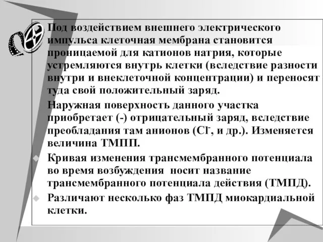 Под воздействием внешнего электрического импульса клеточная мембрана становится проницаемой для катионов натрия,