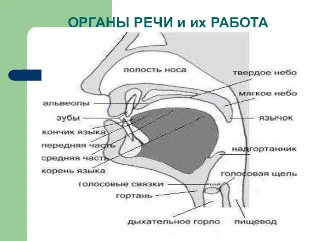 ОРГАНЫ РЕЧИ и их РАБОТА