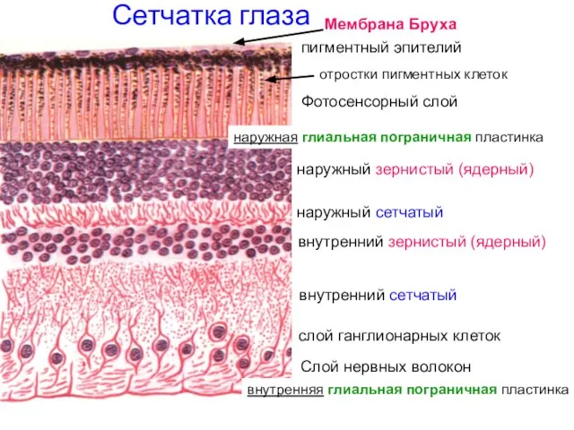 Сетчатка глаза пигментный эпителий отростки пигментных клеток Фотосенсорный слой наружная глиальная пограничная