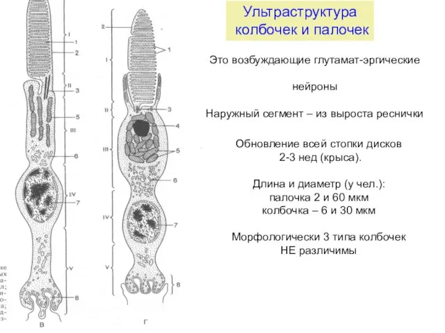 Ультраструктура колбочек и палочек Обновление всей стопки дисков 2-3 нед (крыса). Длина