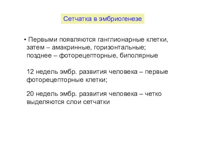 Сетчатка в эмбриогенезе Первыми появляются ганглионарные клетки, затем – амакринные, горизонтальные; позднее