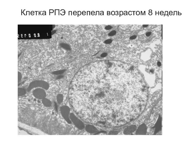 Клетка РПЭ перепела возрастом 8 недель