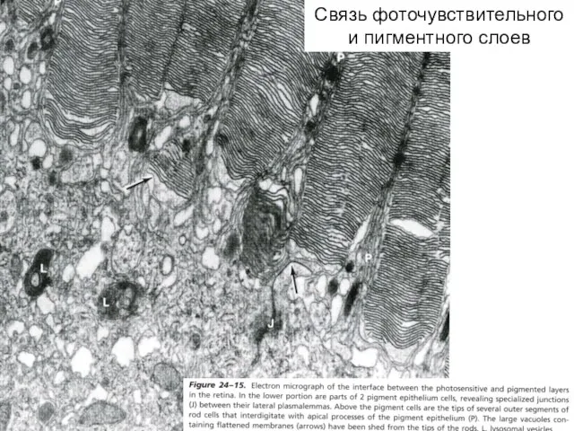 Связь фоточувствительного и пигментного слоев