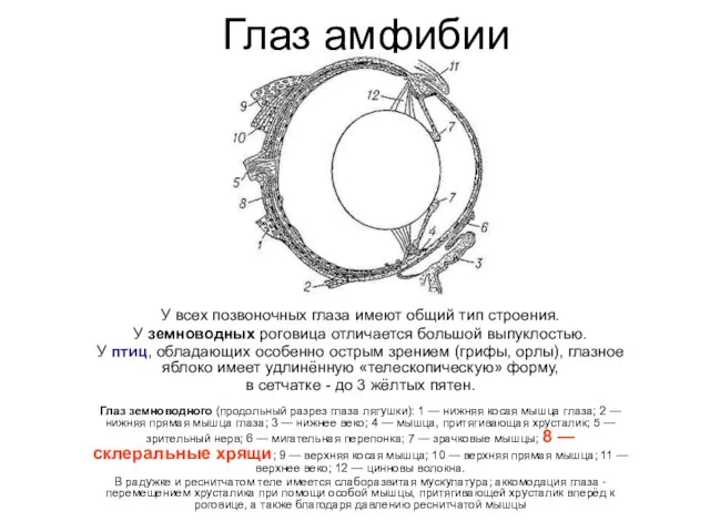 Глаз амфибии У всех позвоночных глаза имеют общий тип строения. У земноводных