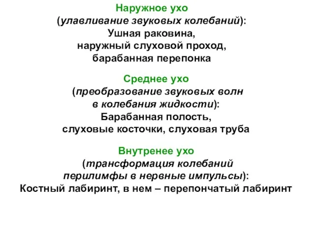 Наружное ухо (улавливание звуковых колебаний): Ушная раковина, наружный слуховой проход, барабанная перепонка