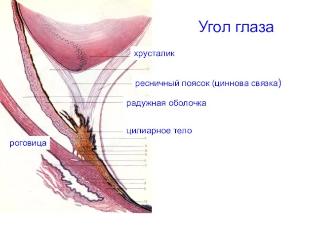 Угол глаза