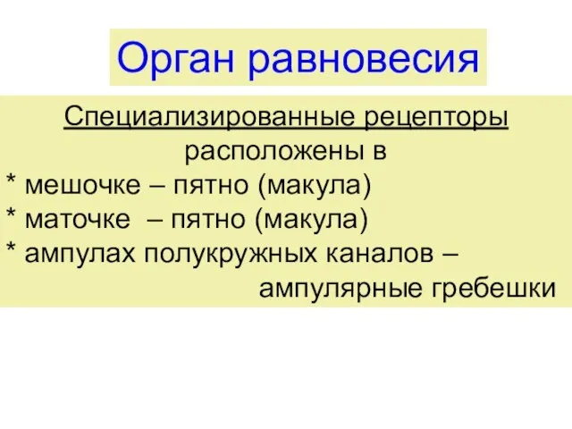 Орган равновесия Специализированные рецепторы расположены в * мешочке – пятно (макула) *