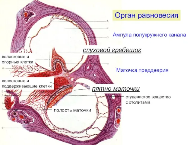полость маточки пятно маточки Ампула полукружного канала волосковые и поддерживающие клетки студенистое