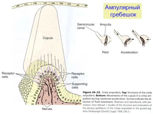 Ампулярный гребешок